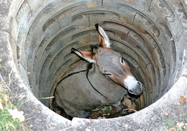 Donkey-in-Well